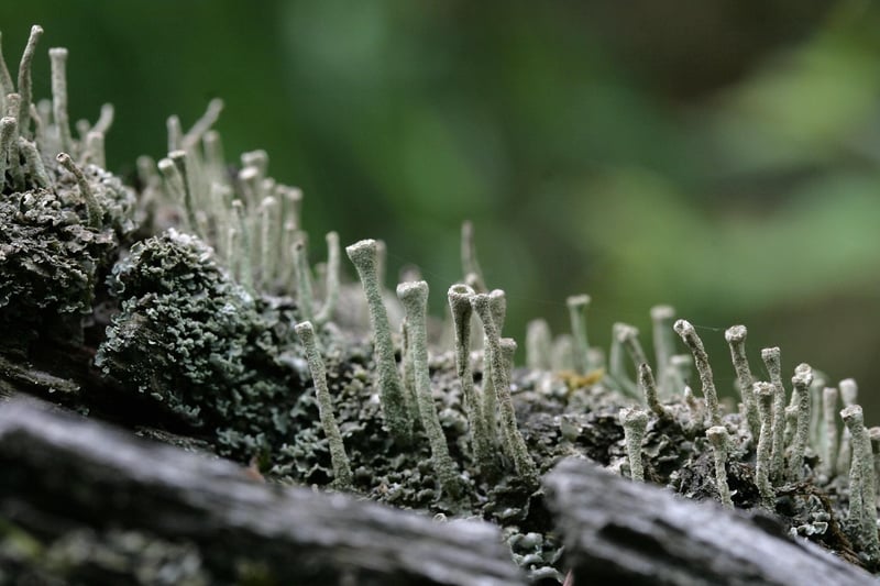 Woodland Themed Details