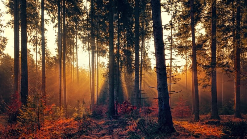 Mystical Grove Retreat