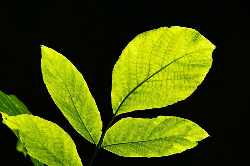 Leafy Handbag